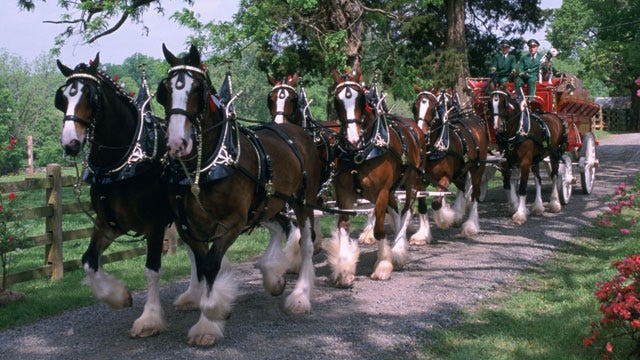 World-famous Budweiser Clydesdales to visit Fort Myers