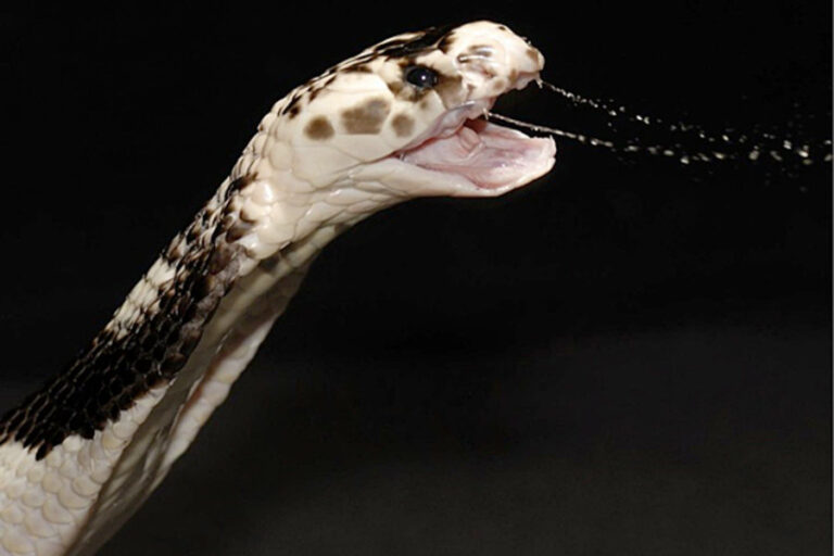 My Pet – The Spitting Cobra