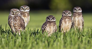 Cape Coral Friends of Wildlife ask residents to keep an eye out for unmarked owl burrows