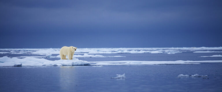 10 Cool facts about Polar Bears