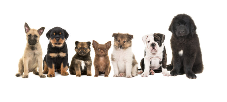 10 Dog breeds with the cutest puppies