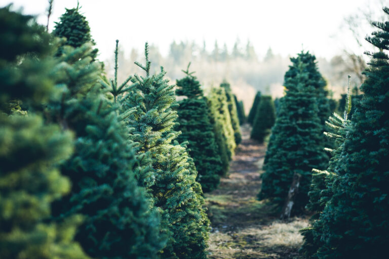 10 Alternative ideas for a Christmas Tree