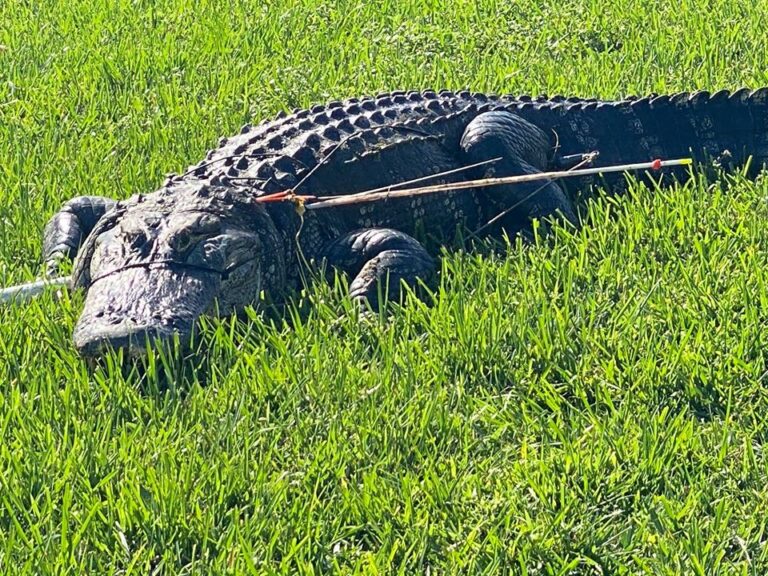 PETA offers reward up to $5,000 in case of abused alligator in Fort Myers