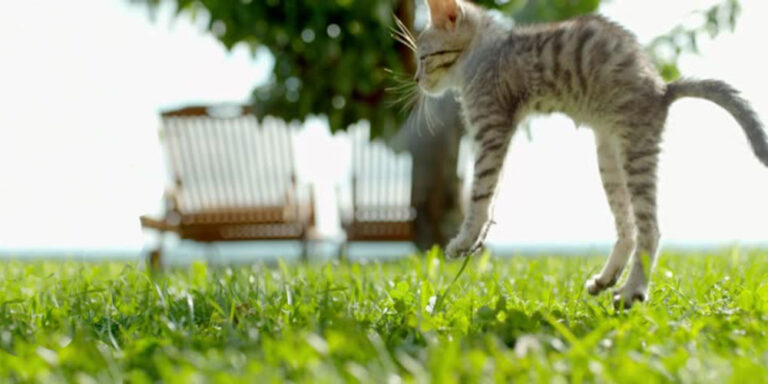 How to Keep Cats off Your Lawn 