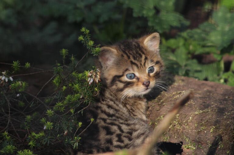 Adorable new baby Scottish Wildcat kitten for Five Sisters Zoo