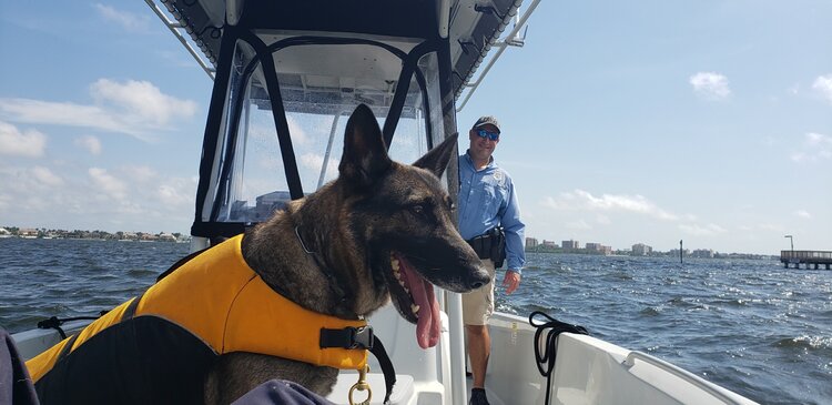 Cape Coral’s K-9 unit take to marine duties like ‘dogs’ to water