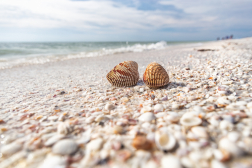 Sanibel Island – A paradise for shell lovers