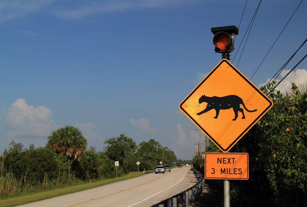 Florida panther sign