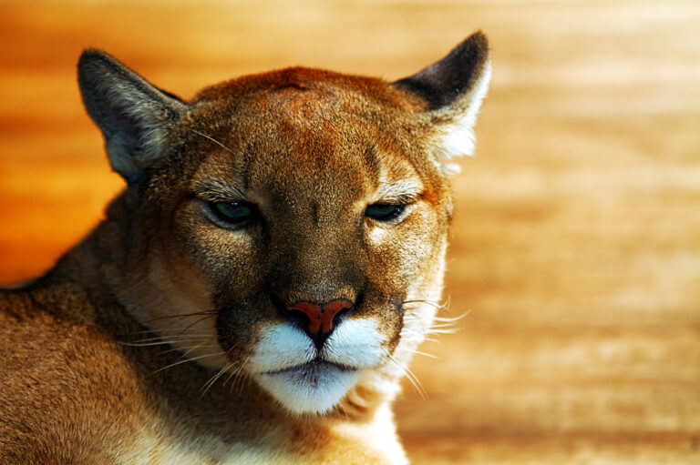 The Edge of Extinction – The Return of the Florida Panther
