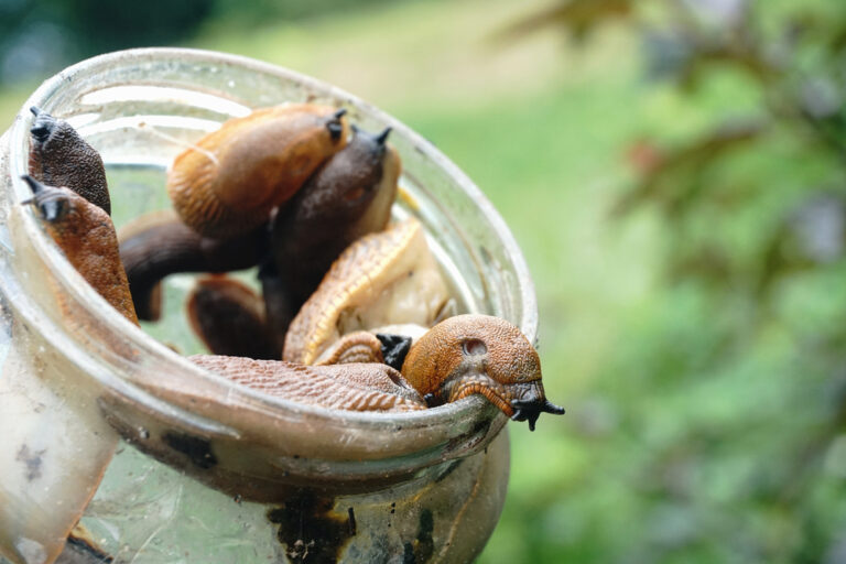How to rid your garden of slugs